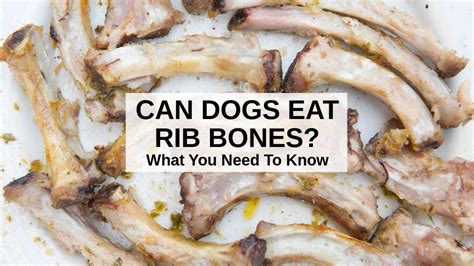 can a dog eat cooked pork bones|can dogs digest pork bones.